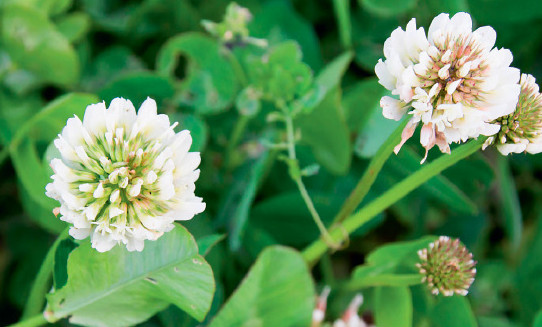 Florile si prosperitatea financiara