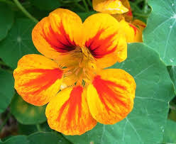 Florile si prosperitatea financiara